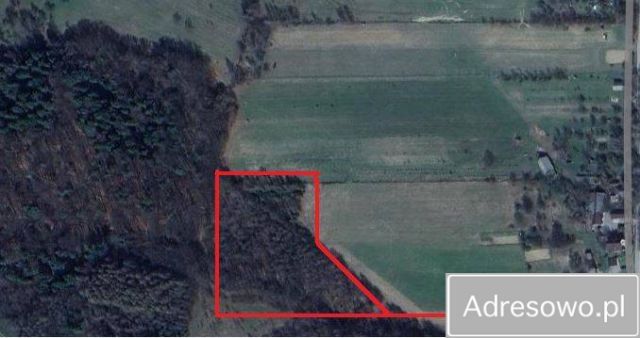 Działka leśna Domaniewice. Zdjęcie 1