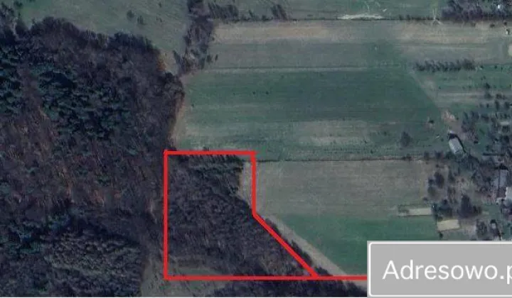 Działka leśna Domaniewice