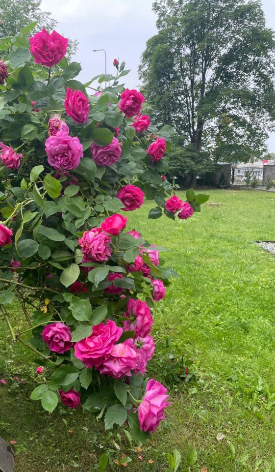 dom wolnostojący Zaczernie, 6 km do galeri rzeszów. Zdjęcie 2