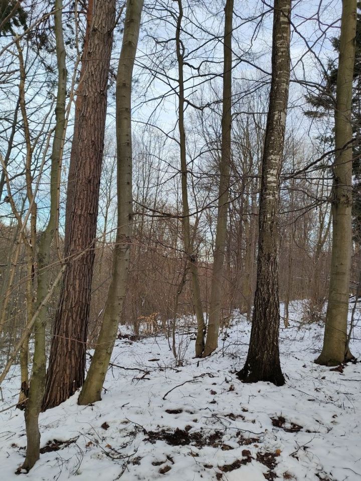 Działka leśna Drohobyczka Bircza. Zdjęcie 4