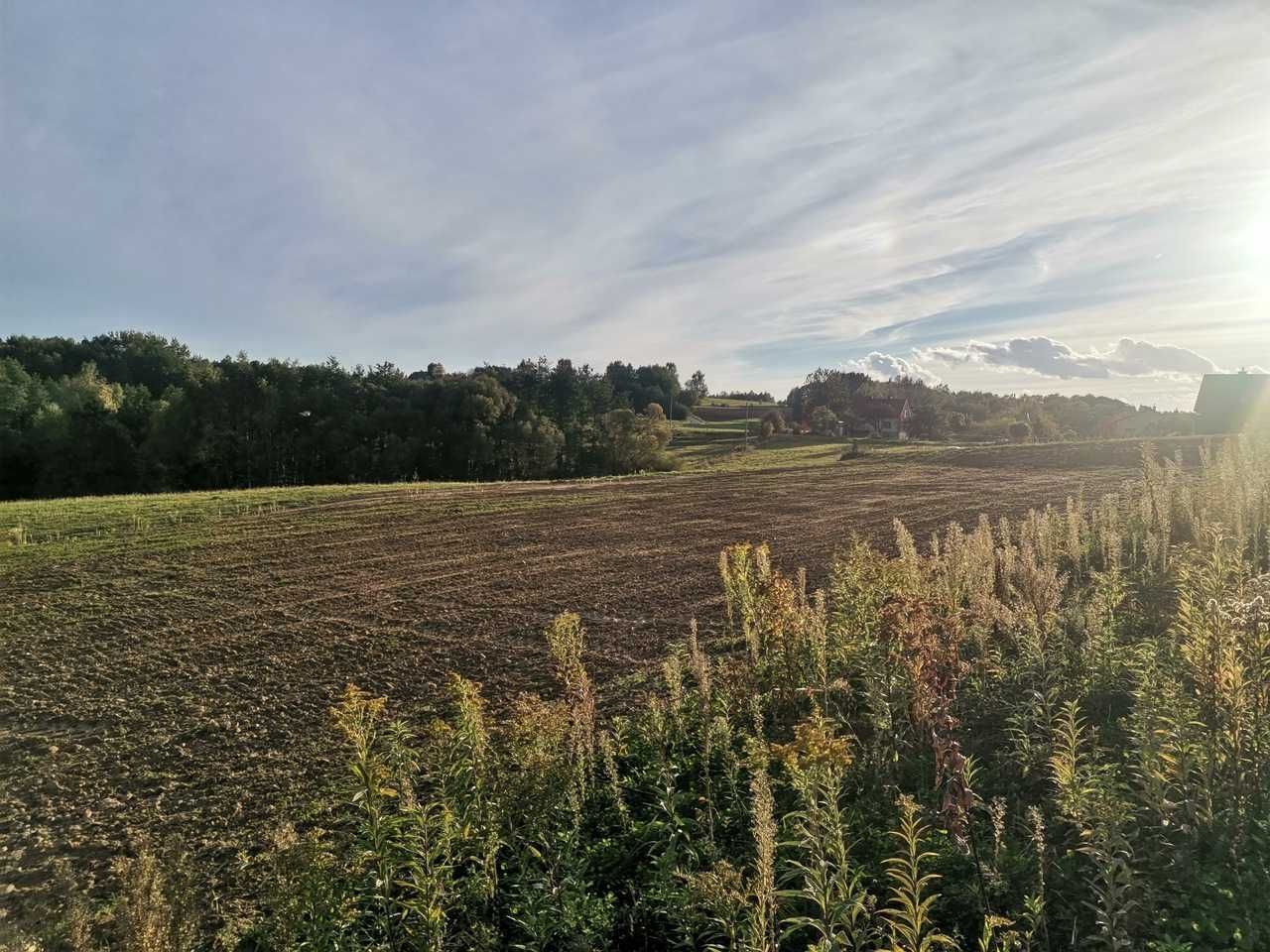 Działka rolno-budowlana Zalasowa. Zdjęcie 1