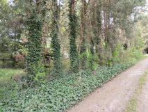 Działka budowlana Anielin Swędowski, ul. Świerkowa. Zdjęcie 3