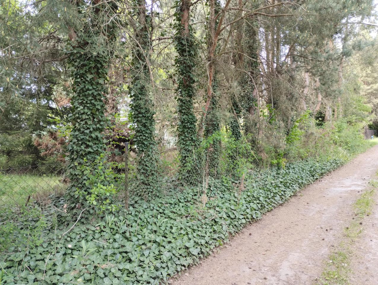 Działka budowlana Anielin Swędowski, ul. Świerkowa. Zdjęcie 4