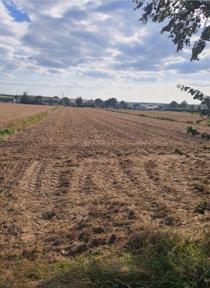 Działka budowlana Drygulec. Zdjęcie 5
