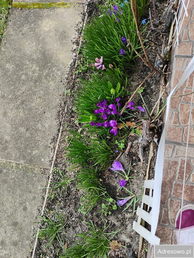 Działka rod Pabianice. Zdjęcie 4