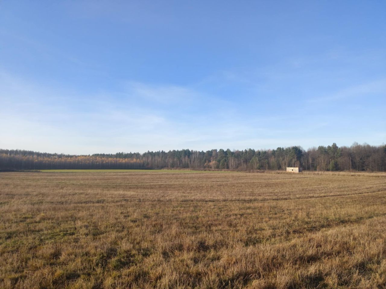 Działka leśna Załuże. Zdjęcie 6