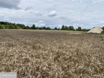 Działka inwestycyjna Sulechów, ul. Warszawska