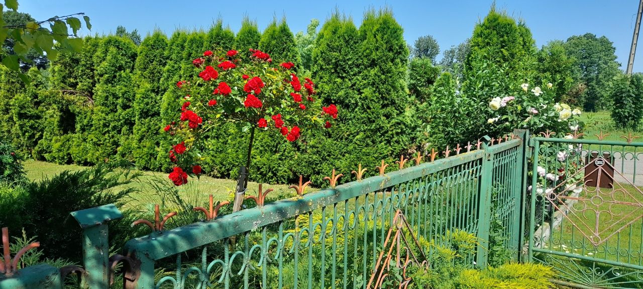 siedlisko, 6 pokoi Wyszonki-Wypychy. Zdjęcie 3