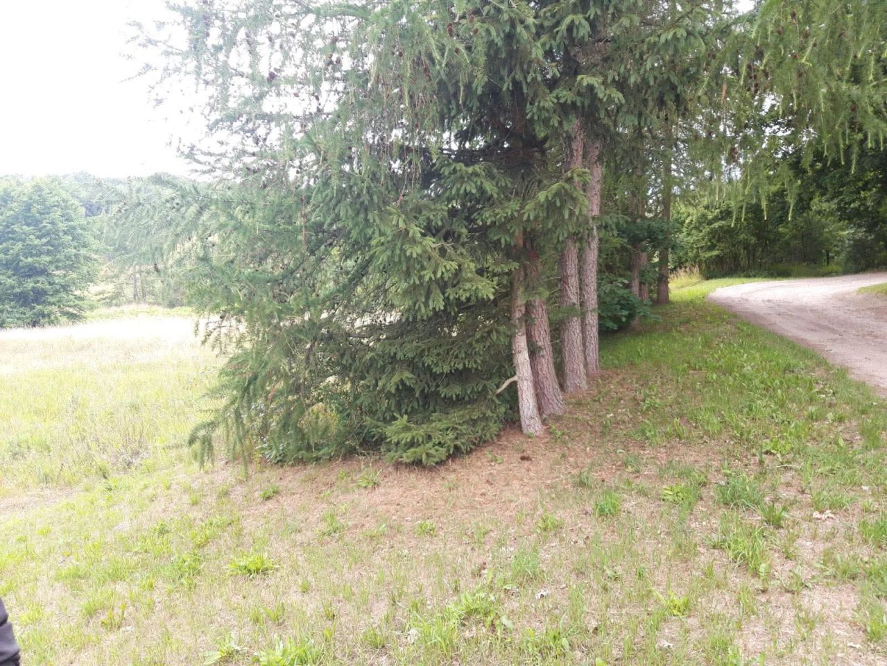 Działka budowlana Lipie. Zdjęcie 4