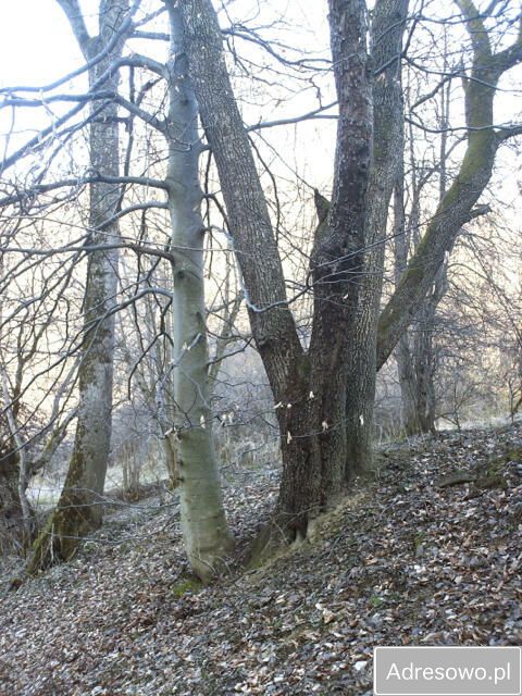 Działka leśna Polana. Zdjęcie 7