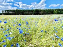 Działka budowlana Mikorzyce. Zdjęcie 3