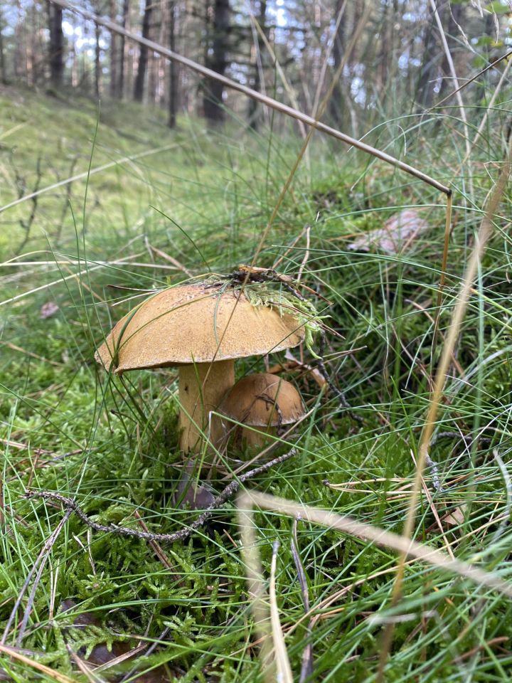 dom wolnostojący, 6 pokoi Świnoujście Łunowo, ul. Zalewowa. Zdjęcie 41