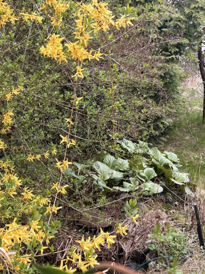 Działka rod Brzeg Dolny. Zdjęcie 3