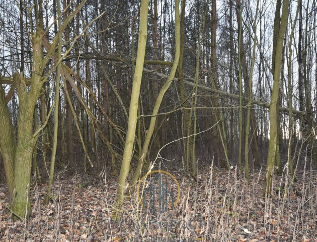 Działka leśna Jawidz. Zdjęcie 4