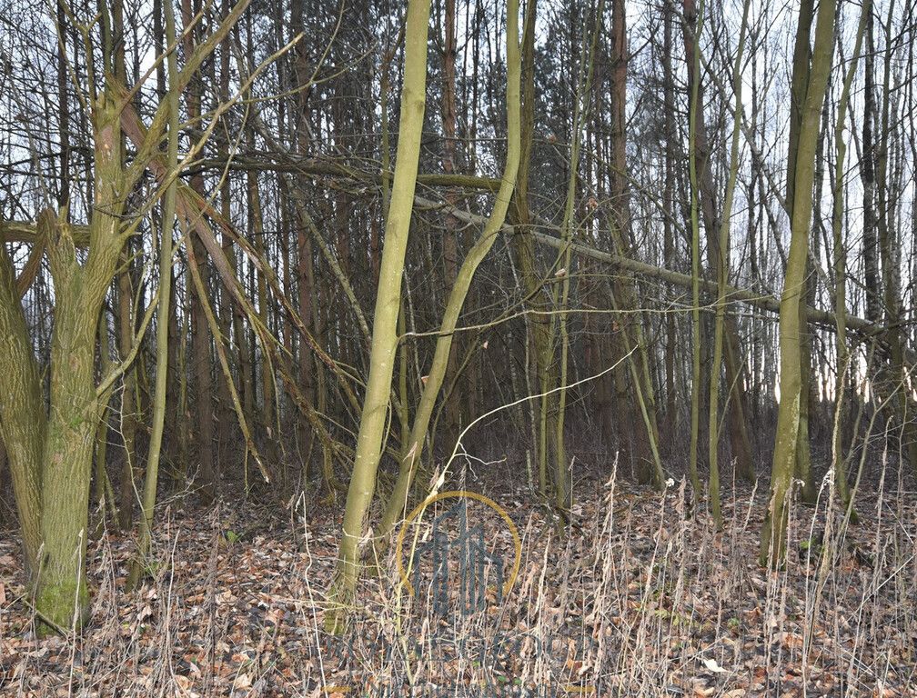 Działka leśna Jawidz. Zdjęcie 4