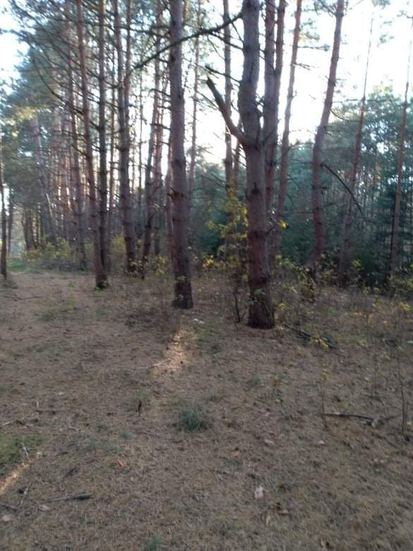 Działka Majdan Sieniawski. Zdjęcie 8