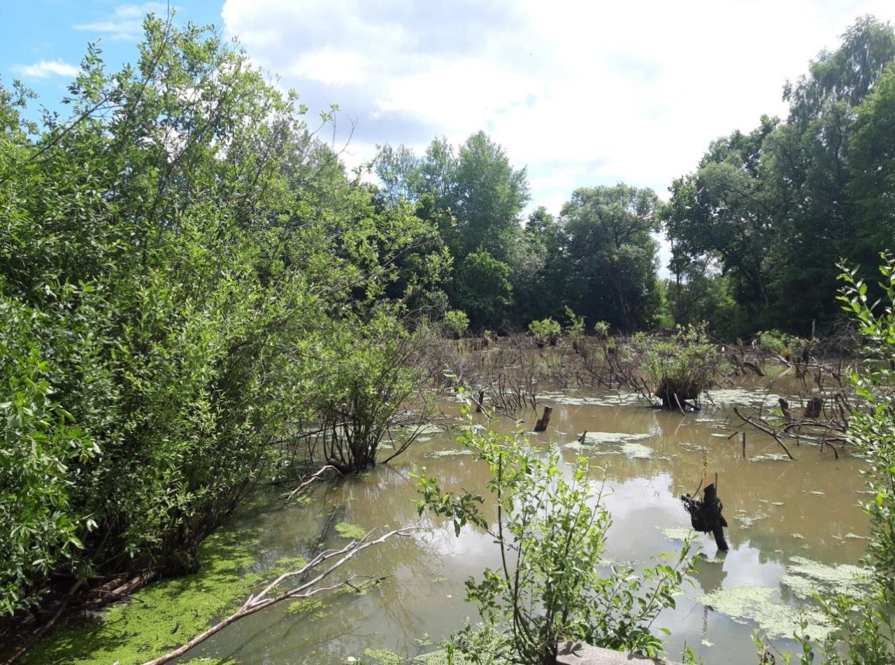 Działka siedliskowa Krągłe. Zdjęcie 6
