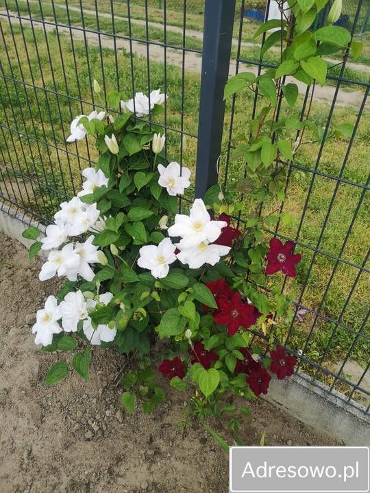 Działka rekreacyjna Wawrów. Zdjęcie 5