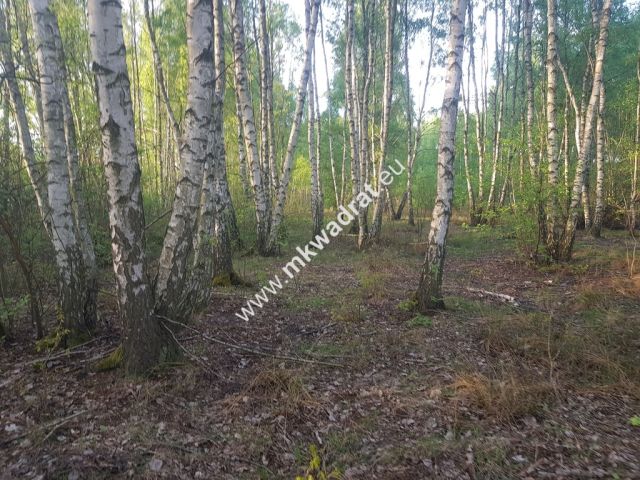 Działka leśna Grzegorzewice. Zdjęcie 3