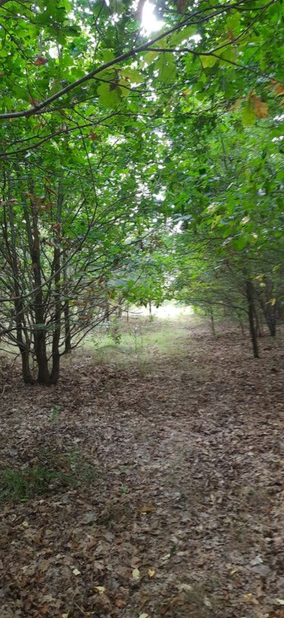 Działka rolno-budowlana Kolonia Klepaczka. Zdjęcie 2