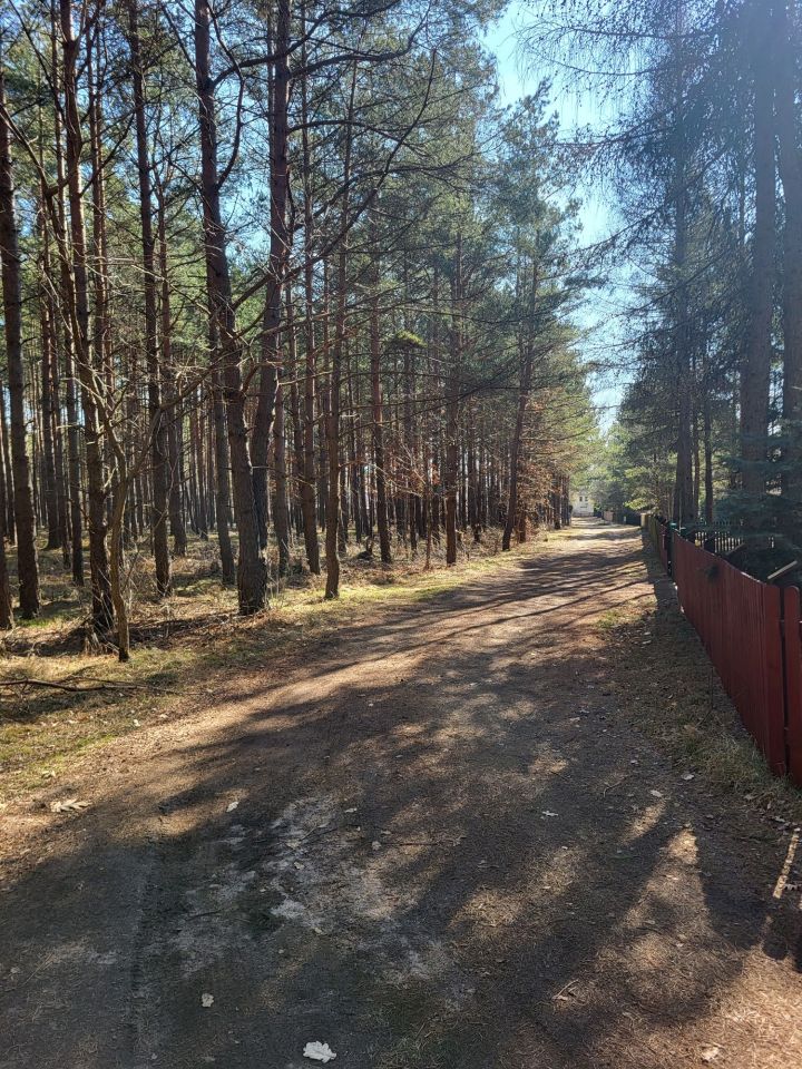 Działka leśna Żebrowo. Zdjęcie 4