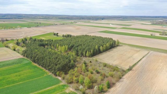 Działka leśna Pniewo. Zdjęcie 8