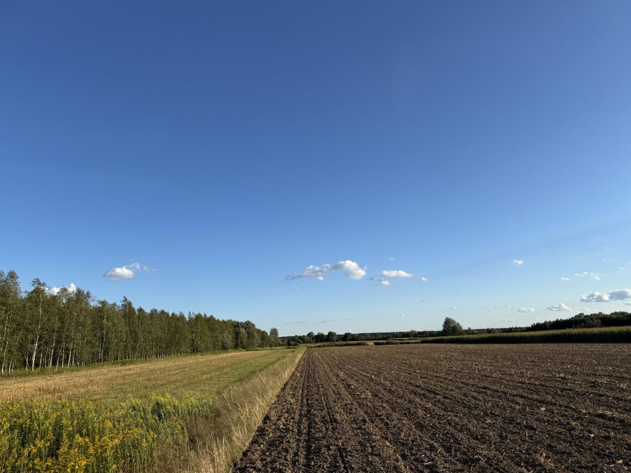 Działka leśna Charytany Zamiśnie. Zdjęcie 3