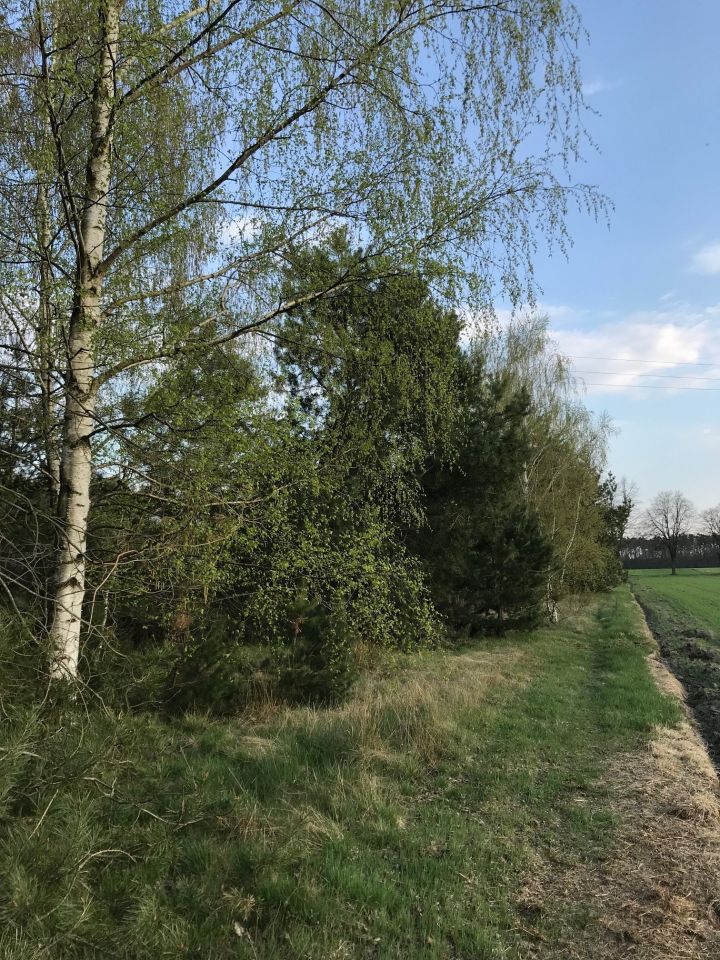 Działka rolno-budowlana Surmacze. Zdjęcie 23