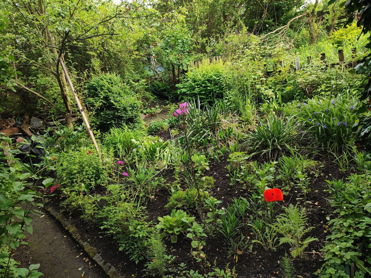 Działka rod Wałbrzych, ul. marsz. Józefa Piłsudskiego. Zdjęcie 8