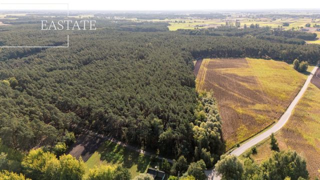 Działka leśna Maurzyce. Zdjęcie 3