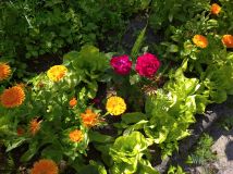 Działka rod Białystok Dojlidy, ul. Dojnowska. Zdjęcie 2