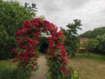 Działka rod Wolsztyn, ul. Bohaterów Bielnika. Zdjęcie 1