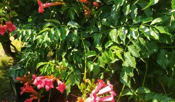 Działka rod Warszawa Wola, ul. Jana Brożka