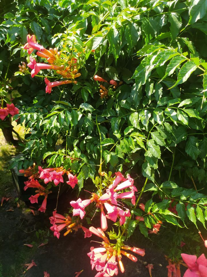 Działka rod Warszawa Wola, ul. Jana Brożka. Zdjęcie 2