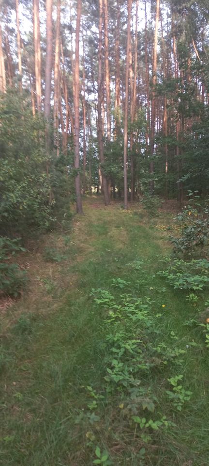 Działka leśna Romanów. Zdjęcie 5