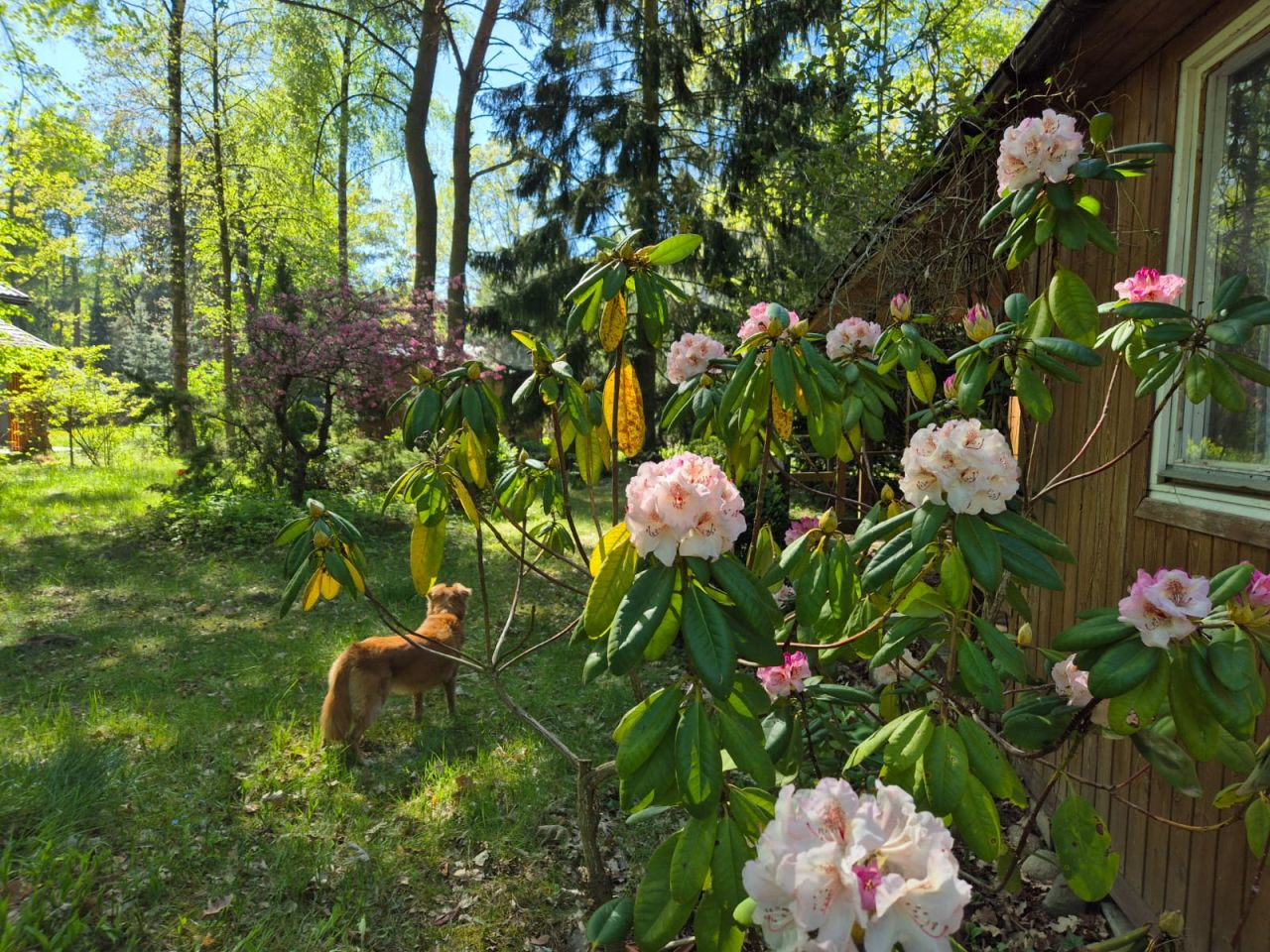 Działka rekreacyjna Popowo-Parcele, Dębowa. Zdjęcie 8