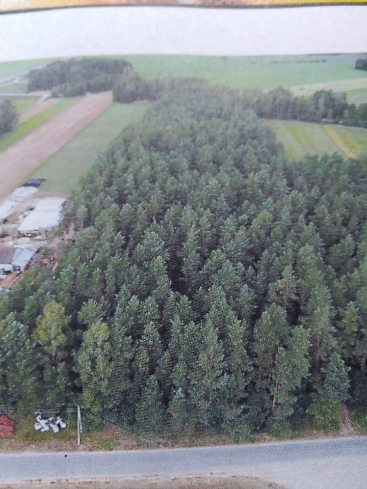 Działka siedliskowa Cisów. Zdjęcie 13