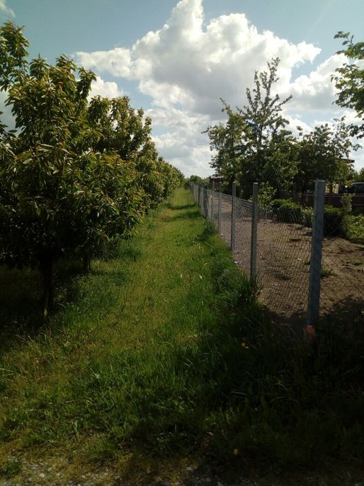 Działka rolna Czaplin. Zdjęcie 7