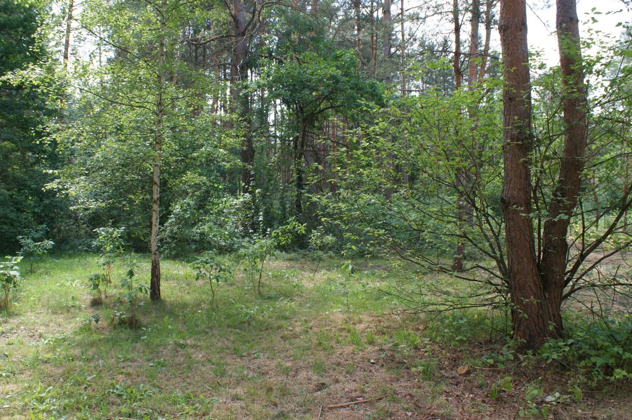 Działka rekreacyjna Czerwona Wola Myszkówka. Zdjęcie 34