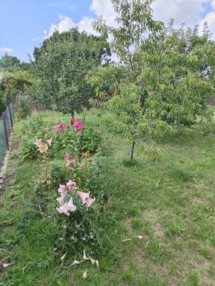 Działka rod Mielec. Zdjęcie 3