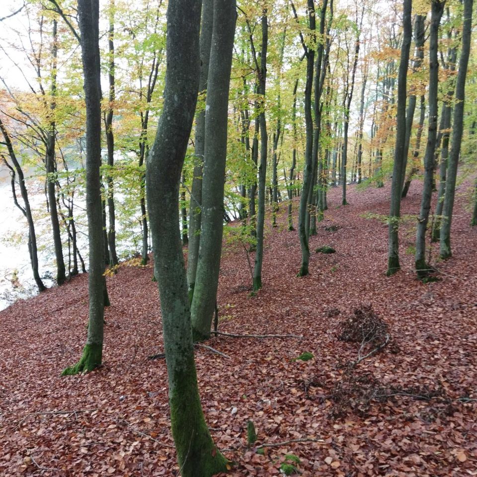 Działka leśna Ciemno. Zdjęcie 7