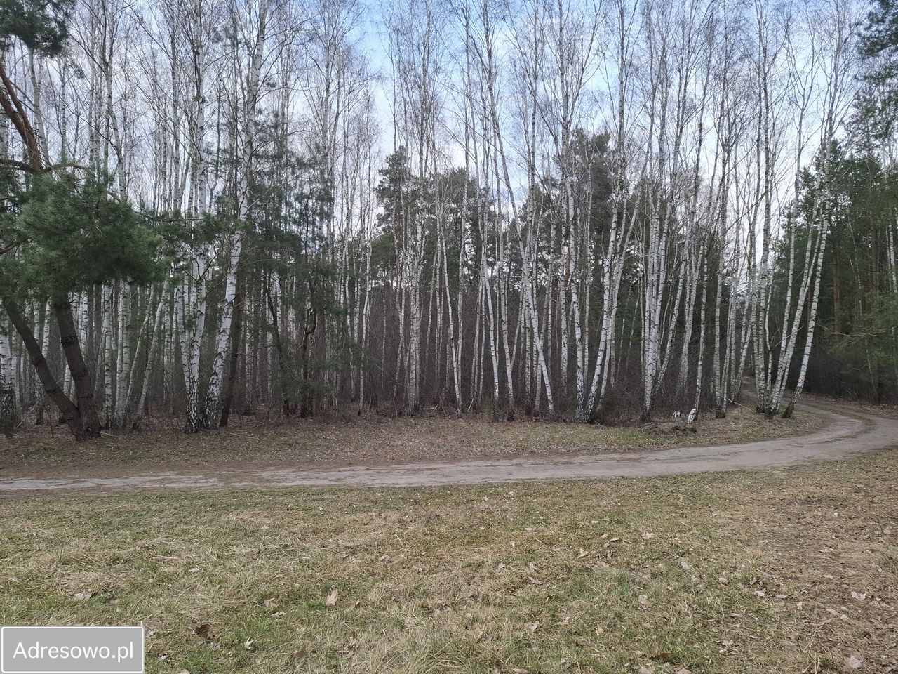 Działka leśna Zborów. Zdjęcie 8
