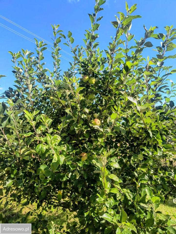 Działka rekreacyjna Perlino, ul. Leśna. Zdjęcie 6