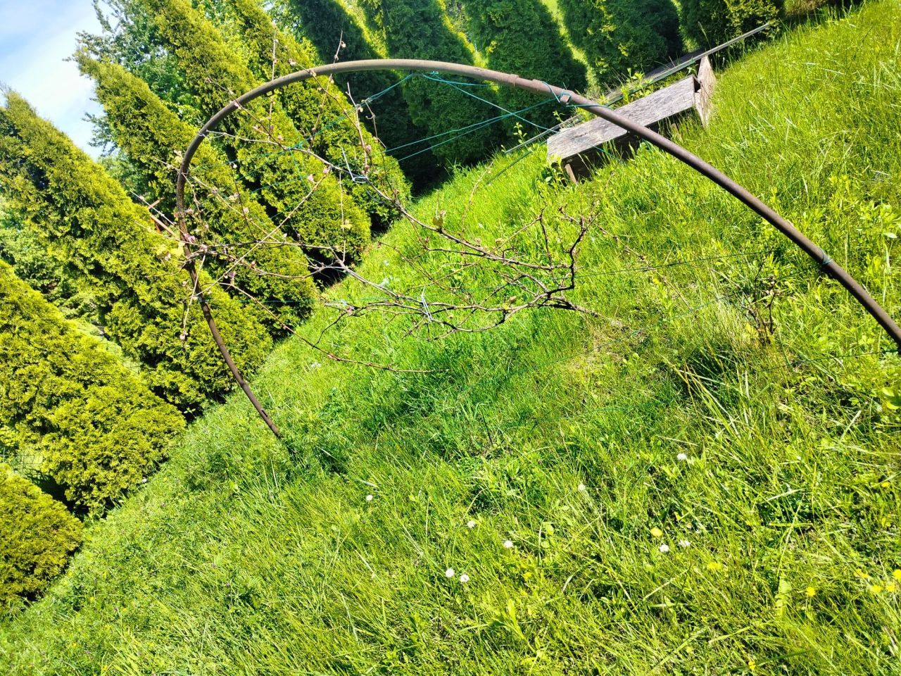 Działka rod Świdniczek. Zdjęcie 3