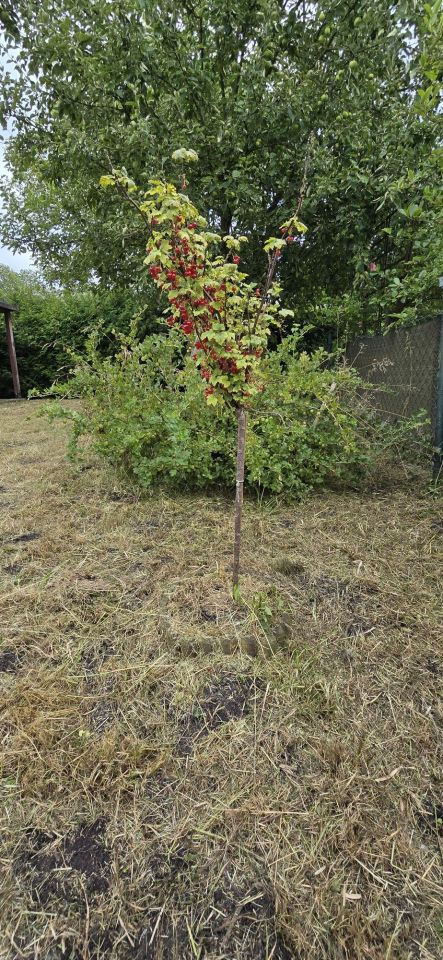 Działka rod Stargard, ul. Na Grobli. Zdjęcie 2