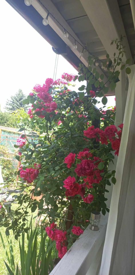 Działka rod Dys Bernatówka, ul. Bernatówka. Zdjęcie 7