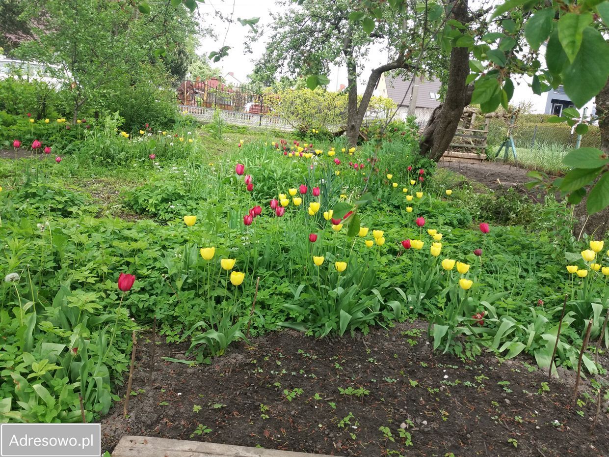 bliźniak, 4 pokoje Elbląg Rakowo, ul. Pomorska. Zdjęcie 8