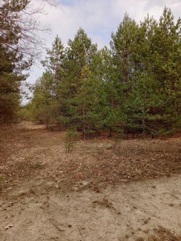 Działka budowlana Nowa Wieś, ul. Sosnowa. Zdjęcie 2