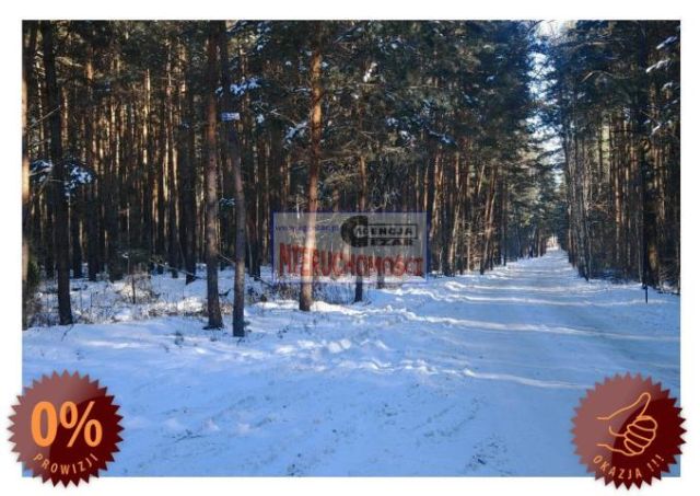 Działka leśna Tartak, Azaliowa. Zdjęcie 1