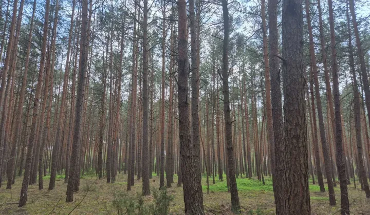 Działka leśna Cieciórki Szlacheckie